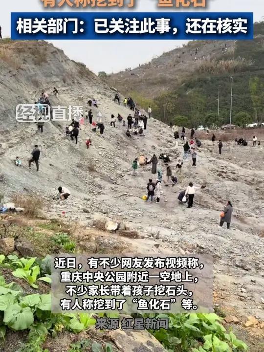 重庆一空地上有多人挖化石?有人称挖到了“鱼化石”,相关部门:已关注此事,还在核实