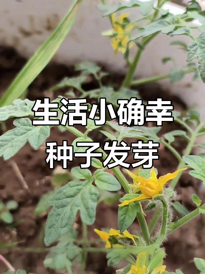 番茄开花,空心菜发芽,生活小乐趣就在阳台种植中