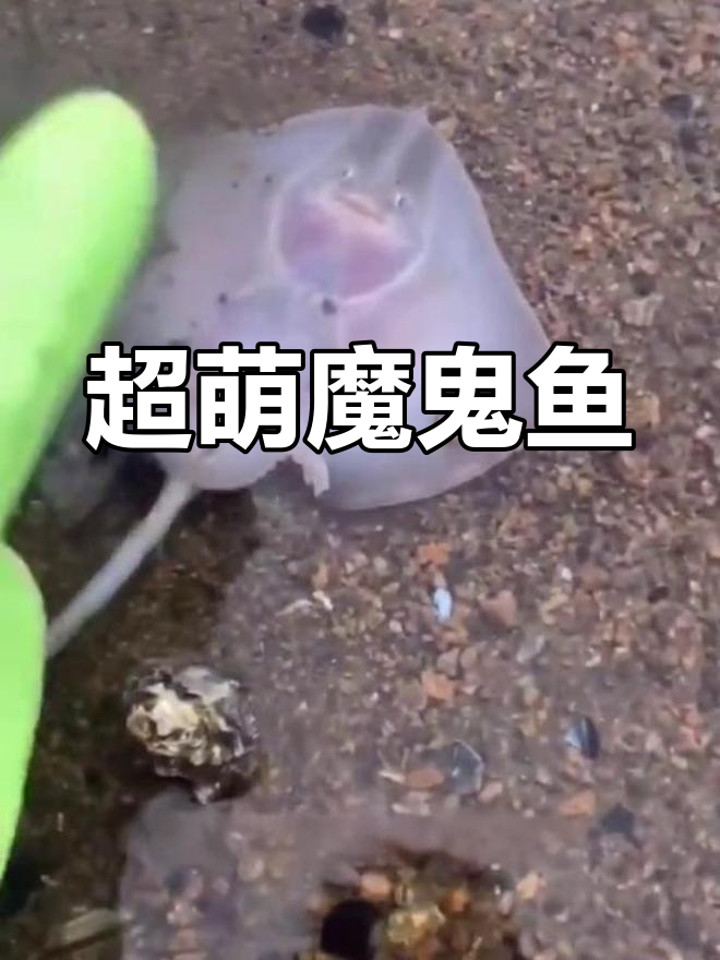 可爱魔鬼鱼,名字和长相差距太大!