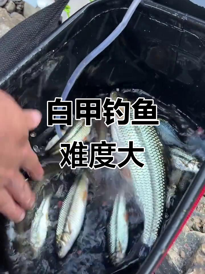钓白甲鱼真难,粗须挑战极限