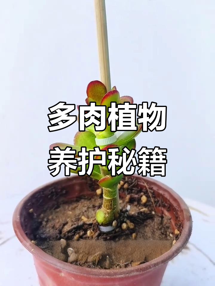 姬红花月修剪与造型技巧，室内盆栽多肉植物养护全攻略