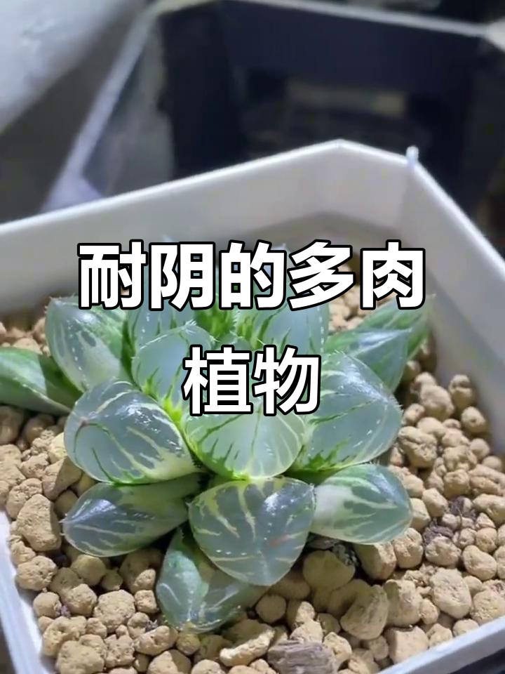 这些多肉植物不需要阳光，反而怕晒伤