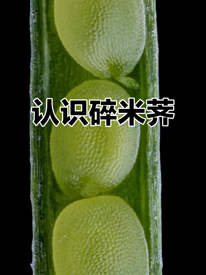 2022年探索:碎米荠,像荠菜的野菜种子揭秘!