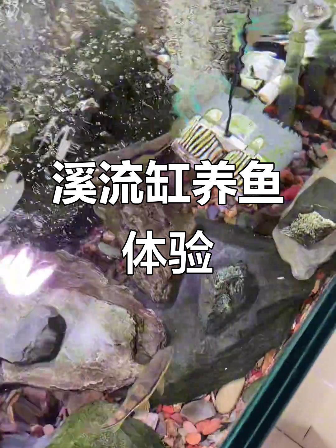 120.5溪流缸造景,鱼儿自由游动,鱼友们来点评一下!