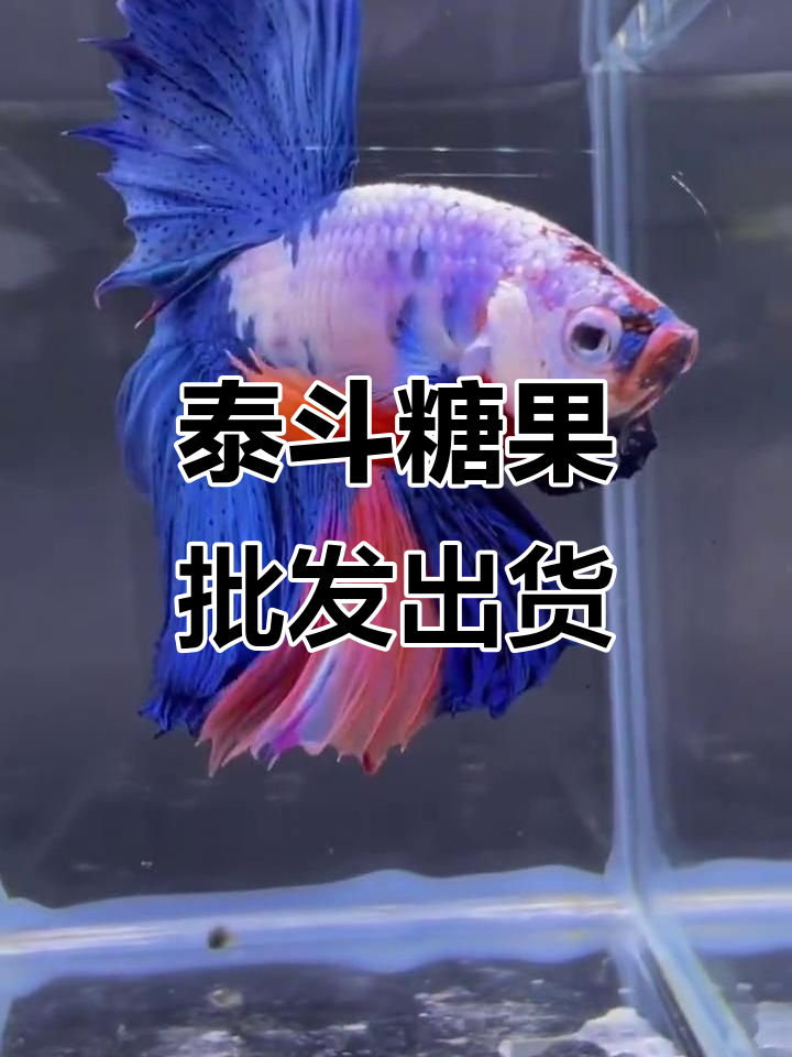 泰国斗鱼糖果批发到货,品质上乘半月报数