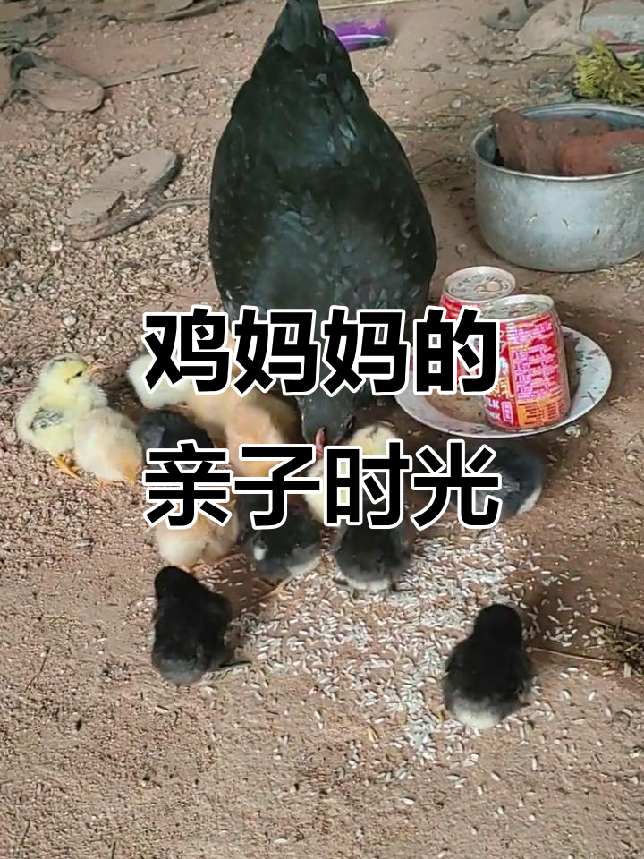 鸡妈妈带小鸡散步,萌态十足