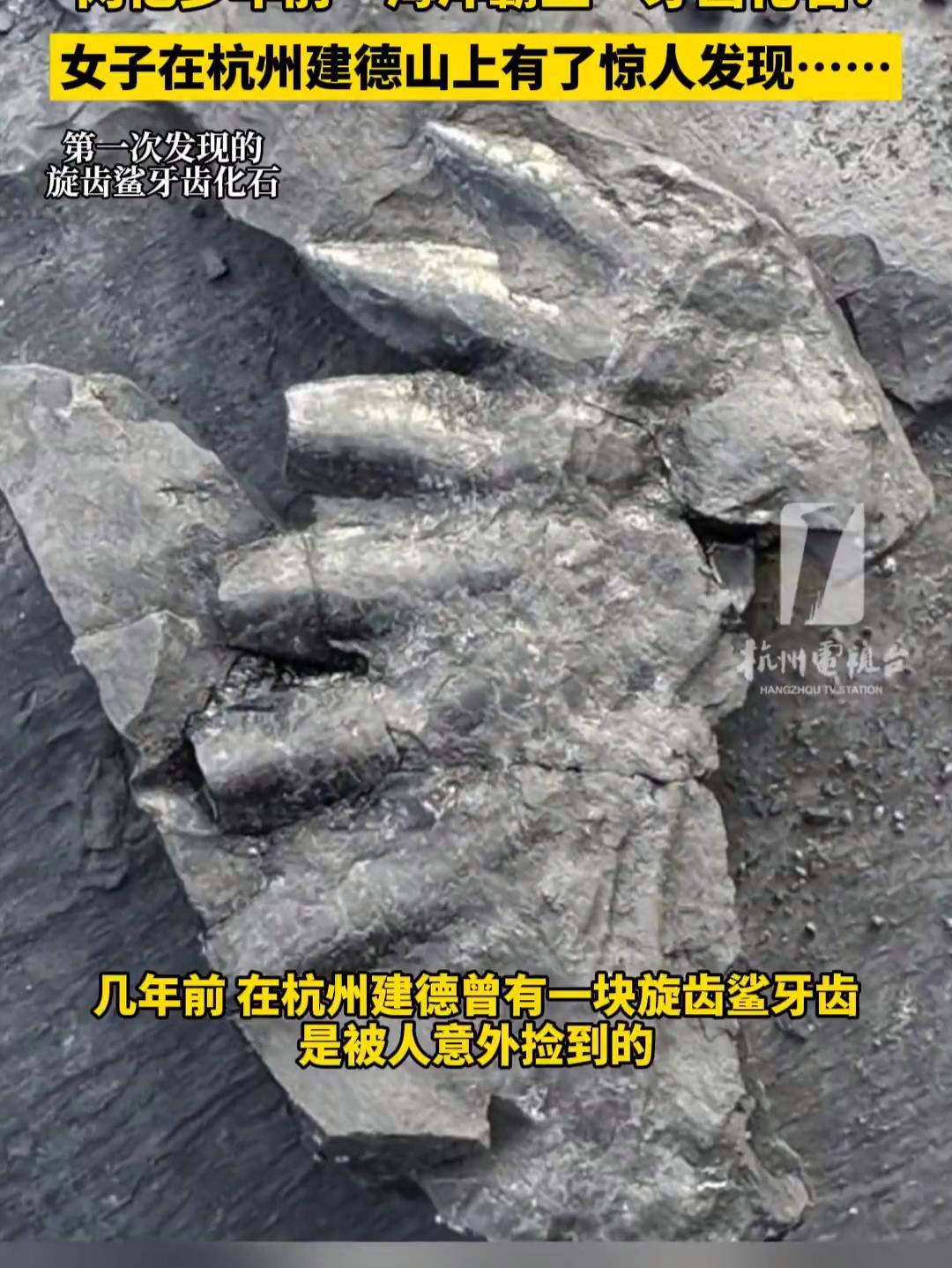 不虚此行!女子杭州山上发现2亿年鲨鱼牙齿~ 近日,浙江杭州。女子随研究团队在建德一座山上寻