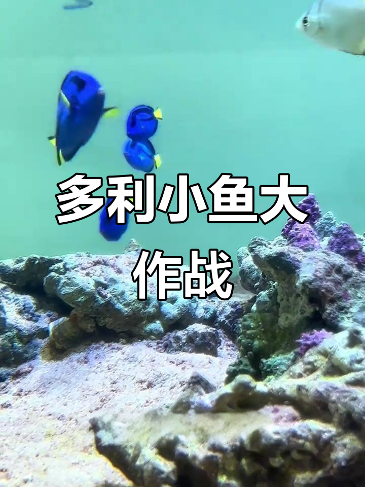 私人海洋里的多利鱼群,竟然这么欢乐!