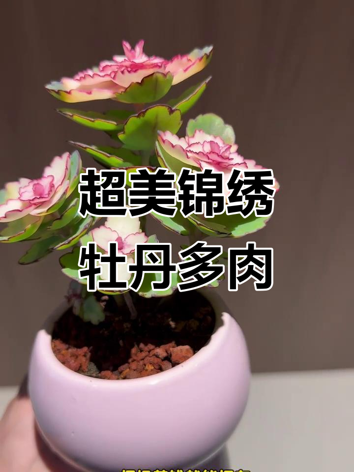锦绣牡丹多肉:颜值逆天,懒人必备的桌面小花园