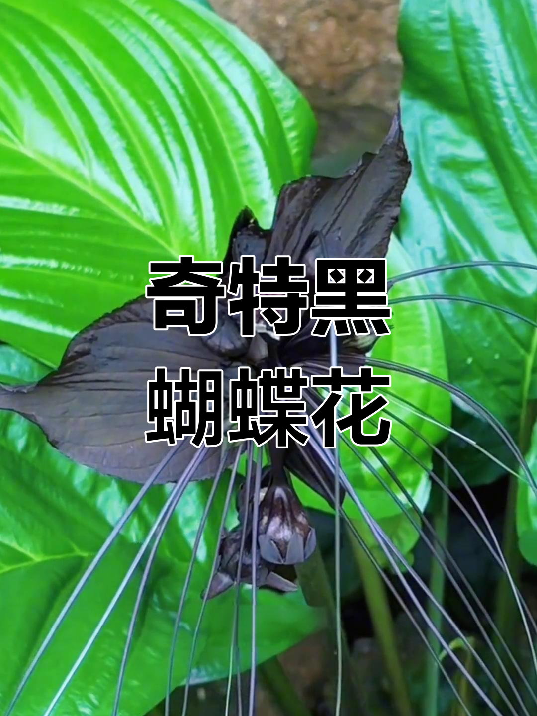 黑蝴蝶花:神秘而美丽的“老虎须”,你见过吗?