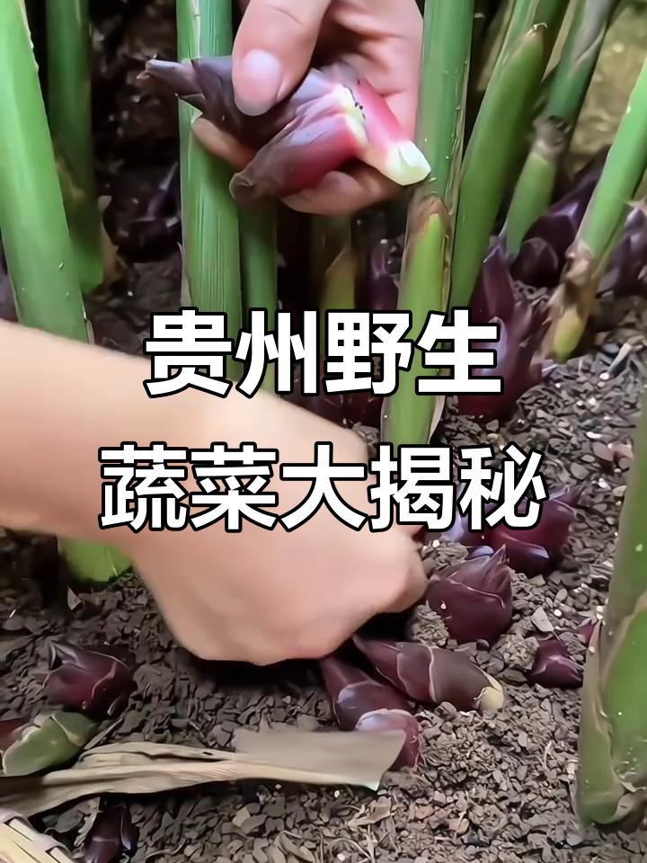 贵州农村常见40种野菜,看看你吃过几种?