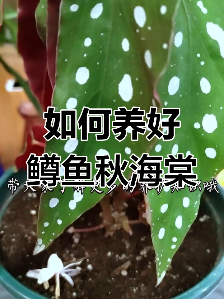 鳟鱼秋海棠养护技巧,轻松打造美丽盆栽