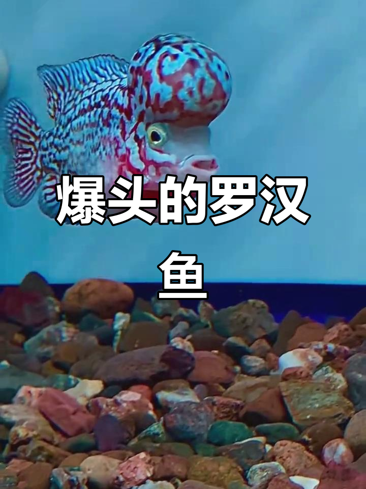 罗汉鱼爆头,真让人惊艳!