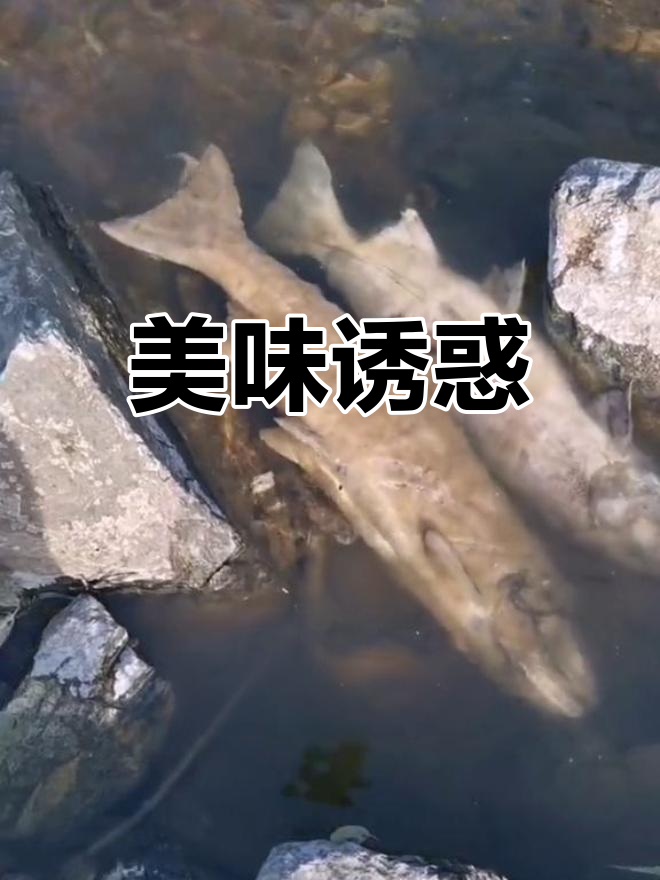 库页岛粉红鲑鱼季,垂涎欲滴,真是无法抗拒的美味!