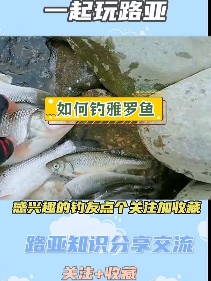 雅罗鱼路亚钓法解析