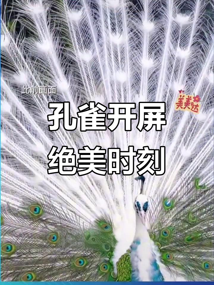 4月9日青花瓷孔雀开屏,惊艳瞬间大揭秘