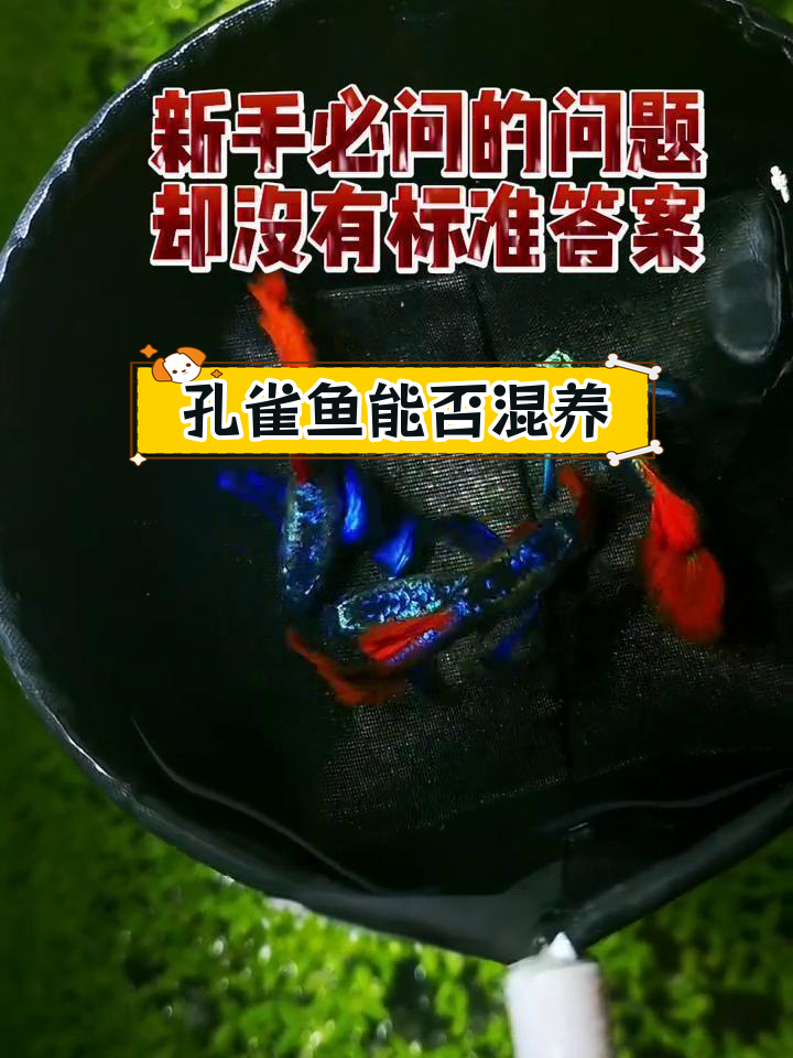 孔雀鱼能混养吗?