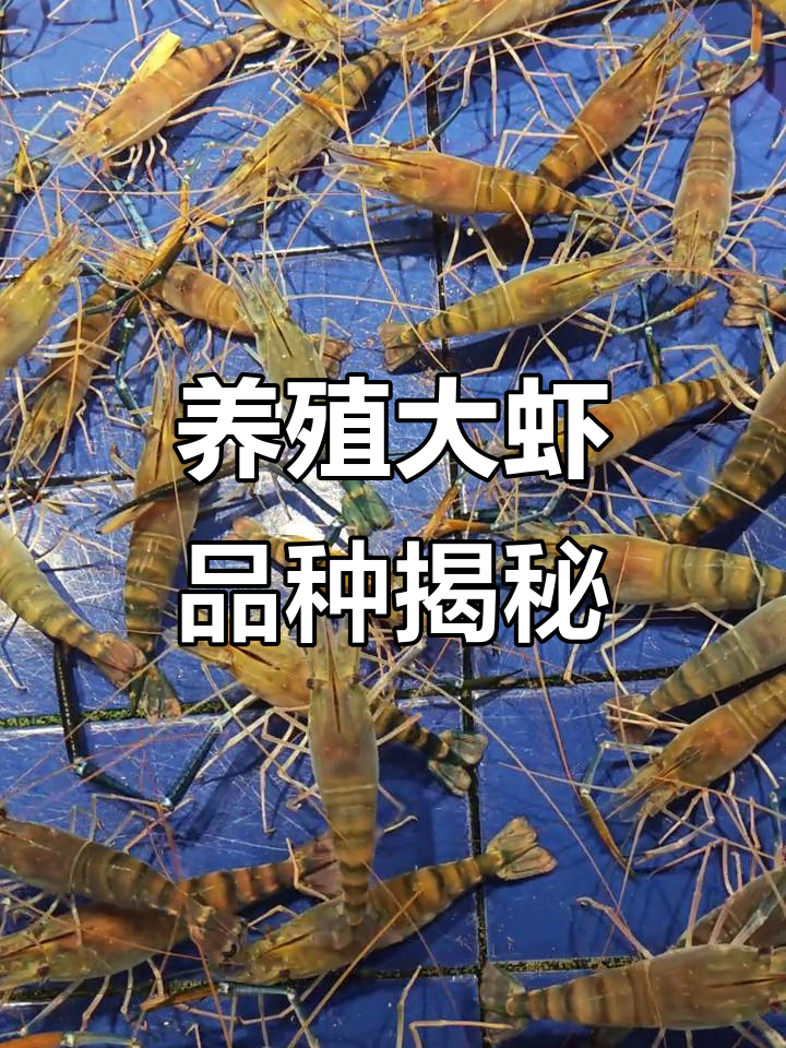 养殖大虾全解析:从南美白到金刚虾,一网打尽