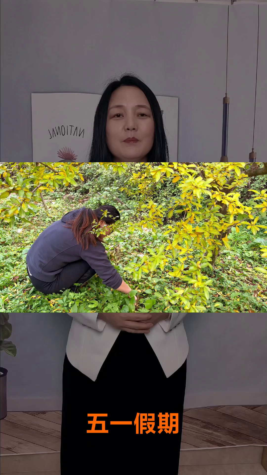 五一采灰灰菜，辨清再下口！