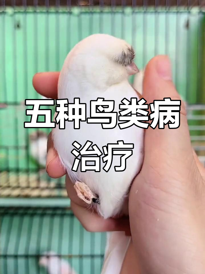 鸟常见疾病及治疗方法