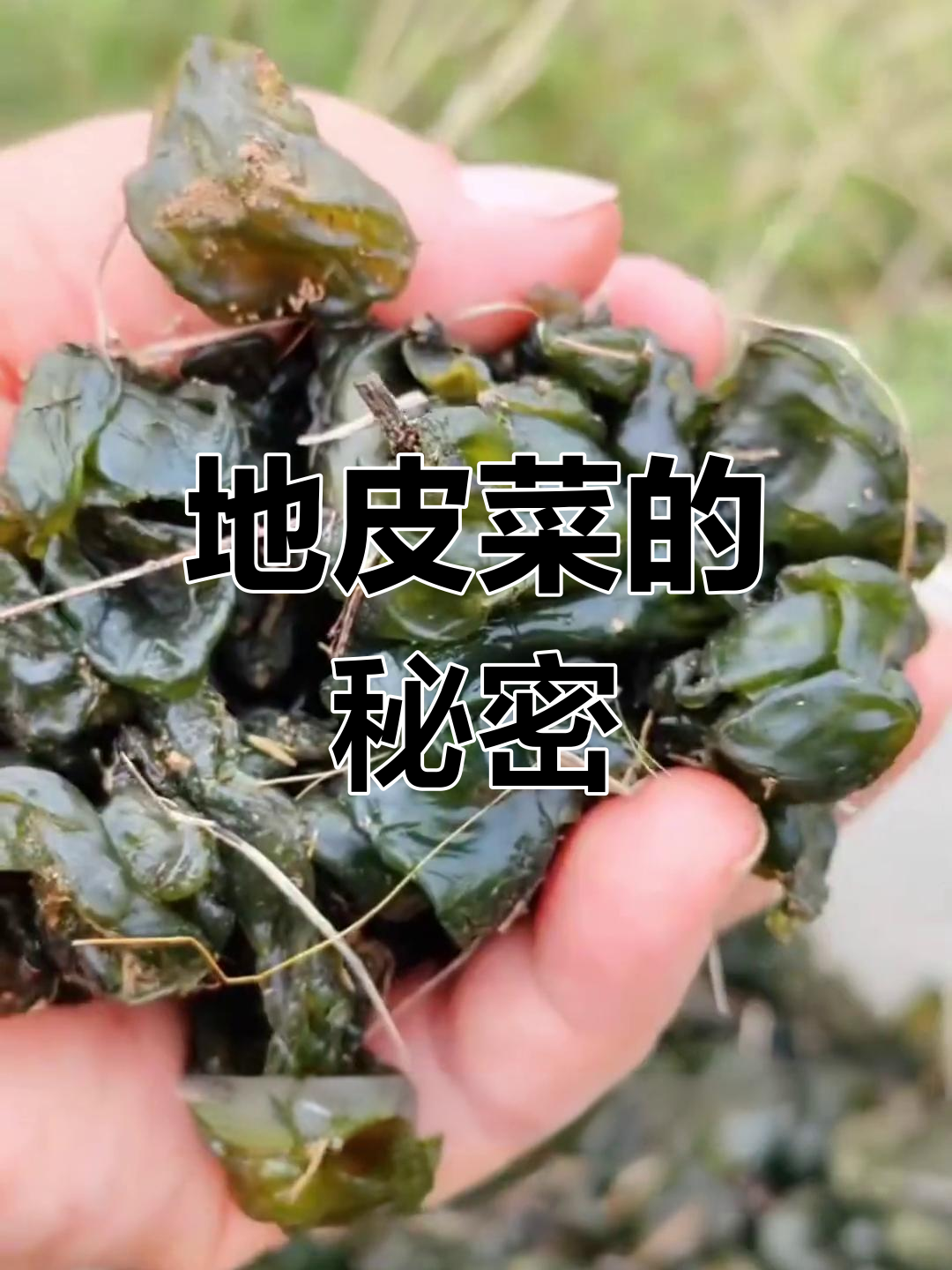 被嫌弃的“脏”野菜,竟然是美味的地皮菜!