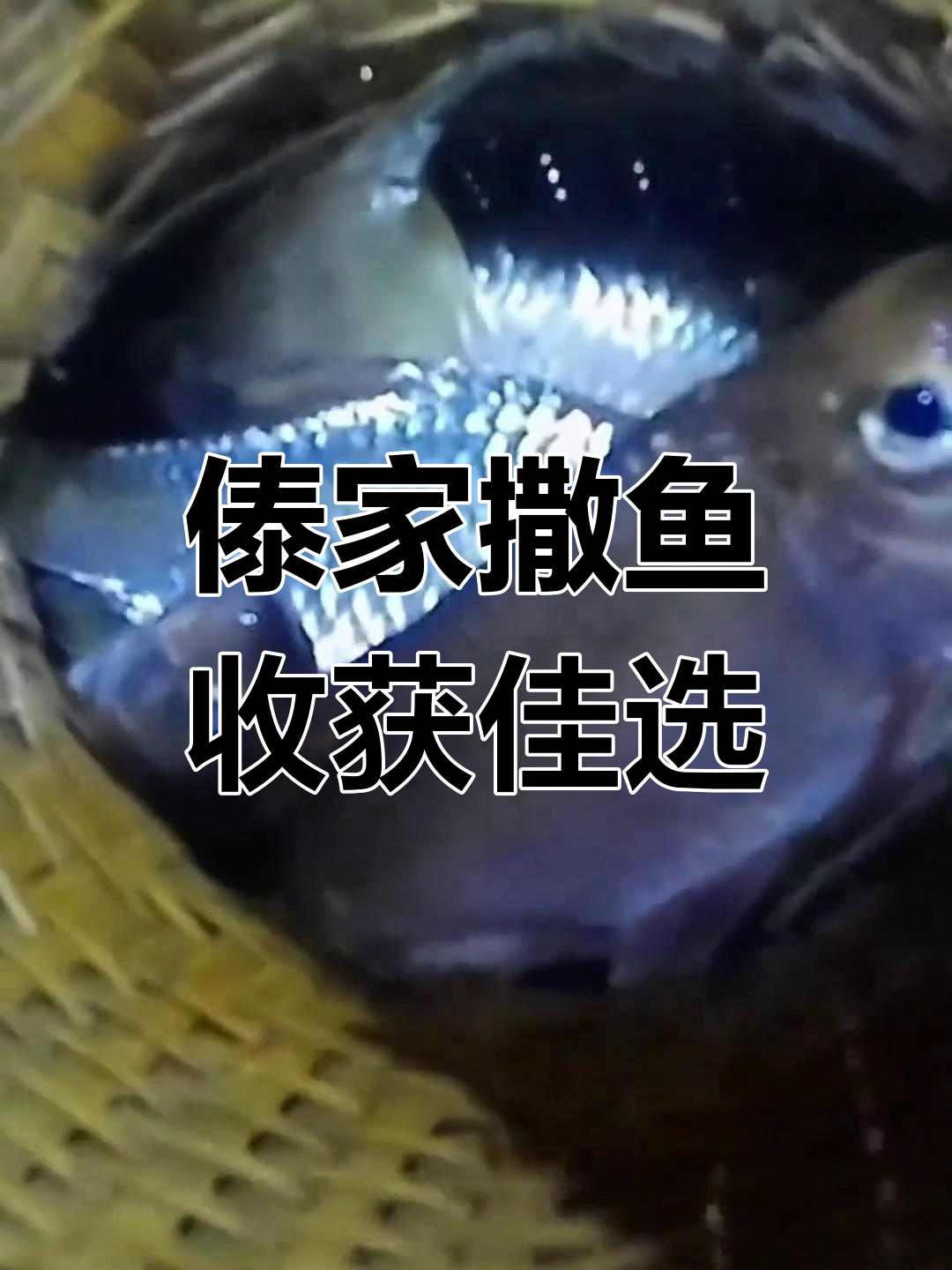 西双版纳傣族撒鱼,收获满满巴扎鱼