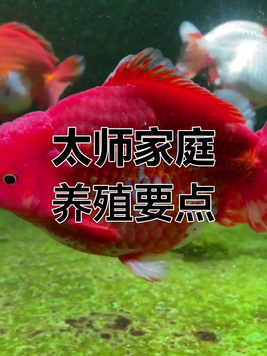 泰式金鱼饲养技巧大揭秘