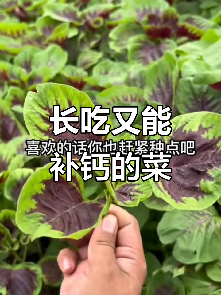 紫叶苋菜:吃了又长,营养丰富,家庭种植轻松搞定