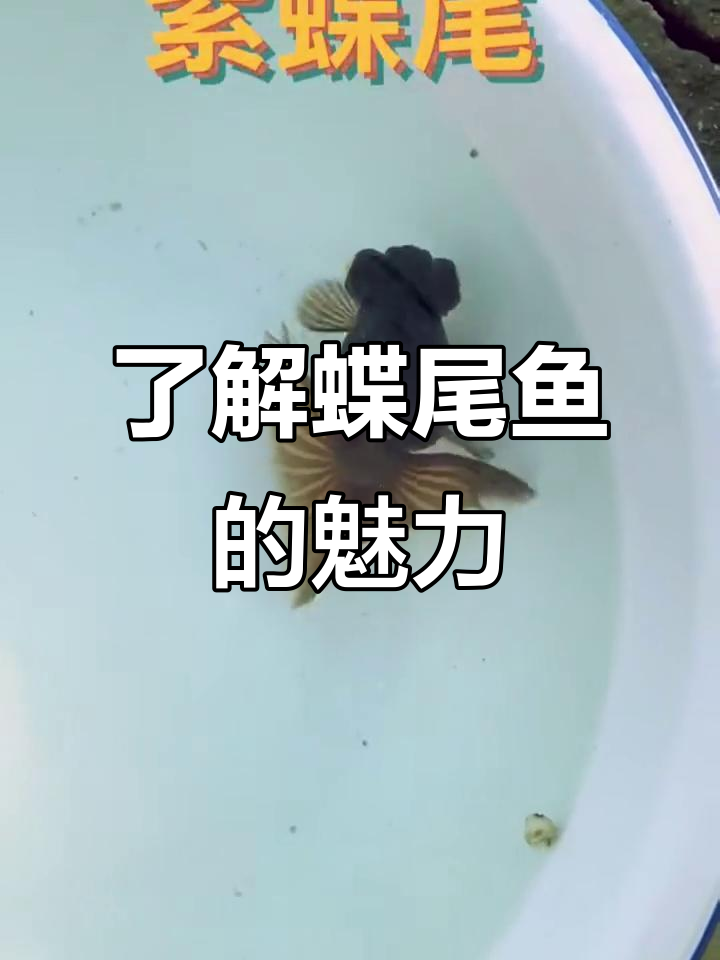 蝶尾鱼品种大揭秘:从黑白到熊猫,变化多端