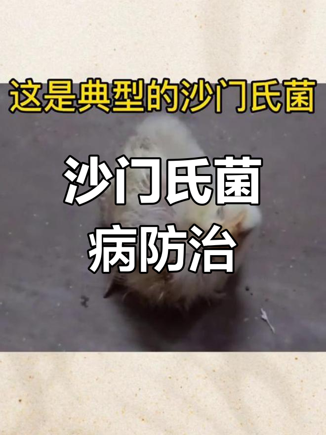 小鸡沙门氏菌感染症状与治疗
