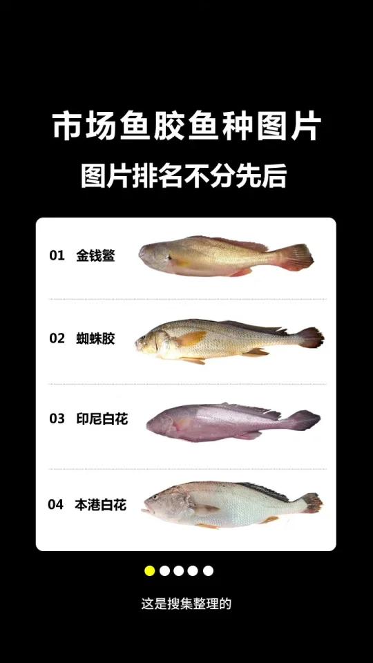 不同鱼胶对应鱼种图片