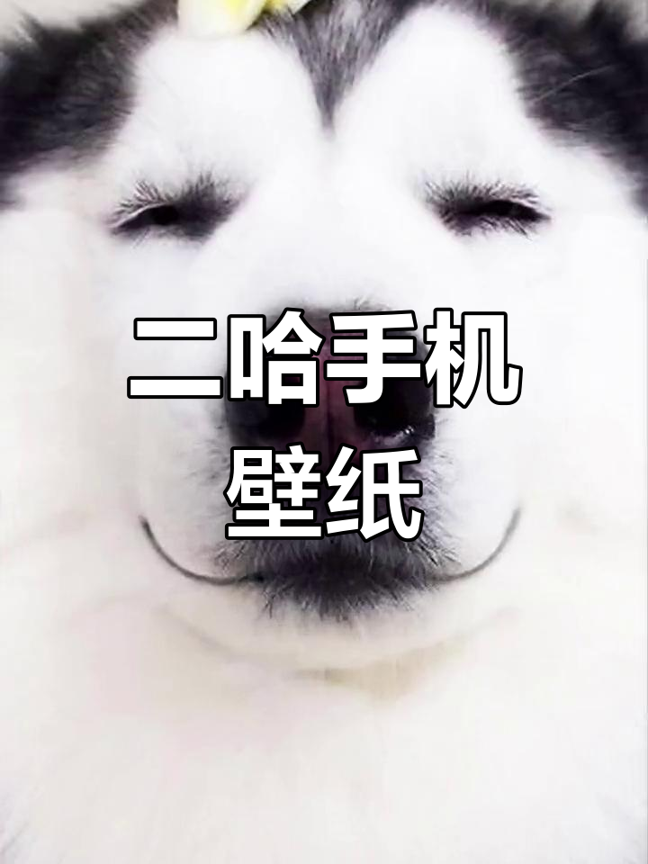 可爱二哈狗狗壁纸,超萌瞬间