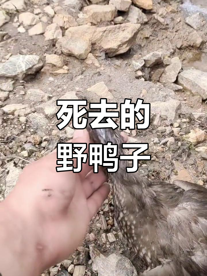 野鸭死亡,无法挽救