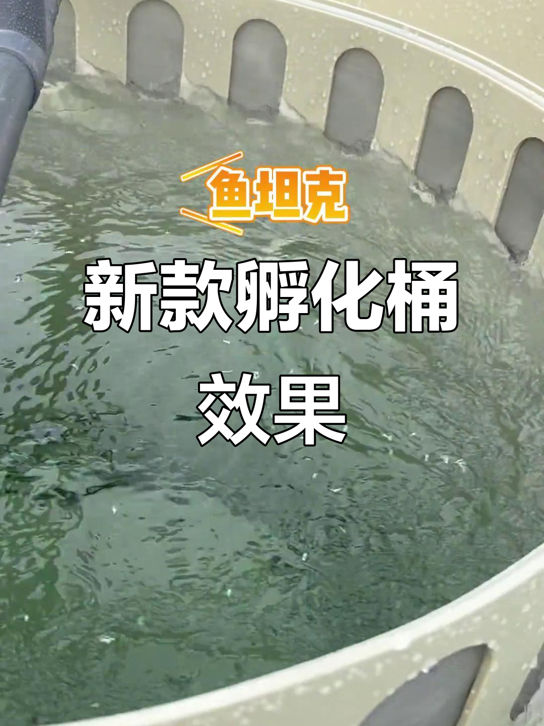 4月19日鱼苗孵化新设计，旋转水流助力成长