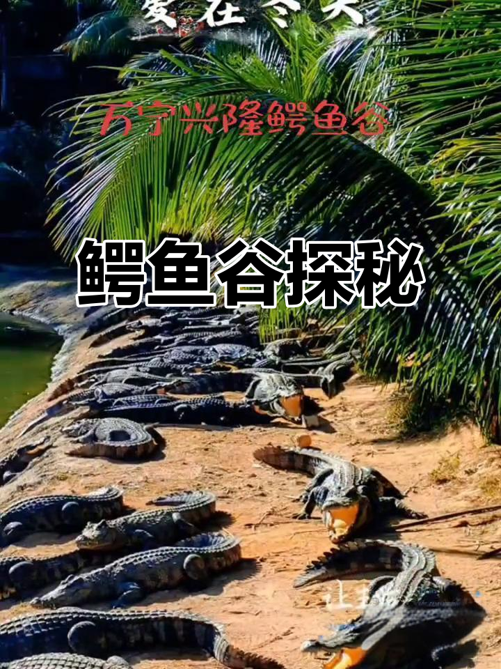 兴隆鳄鱼谷,小而精,让你迅速探索神秘鳄鱼王国