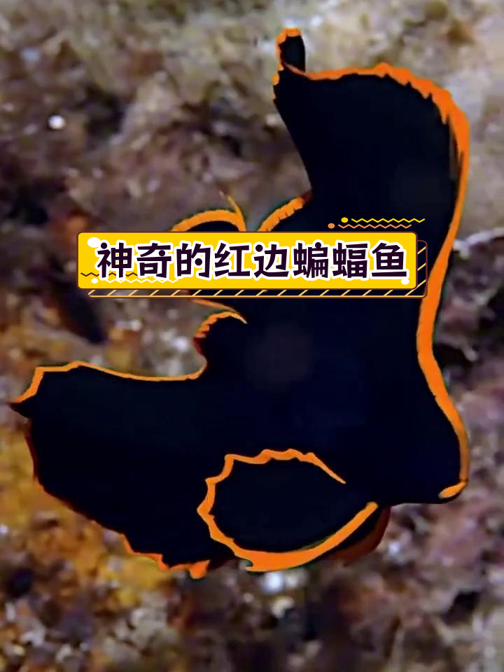 大海中的火焰精灵:红边蝙蝠鱼,幼时如火舞空中,成年后深藏海底!