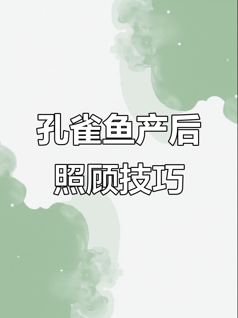 孔雀鱼产后护理全攻略，如何确保母鱼恢复健康