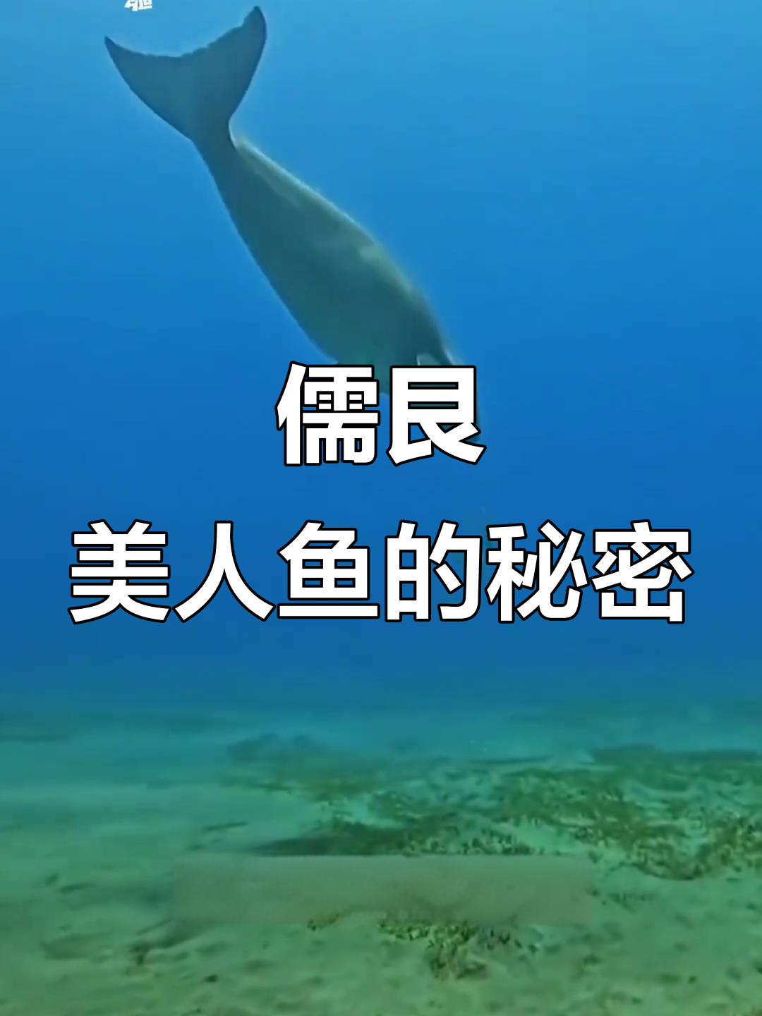 美人鱼化身儒艮,海底的神秘宝藏