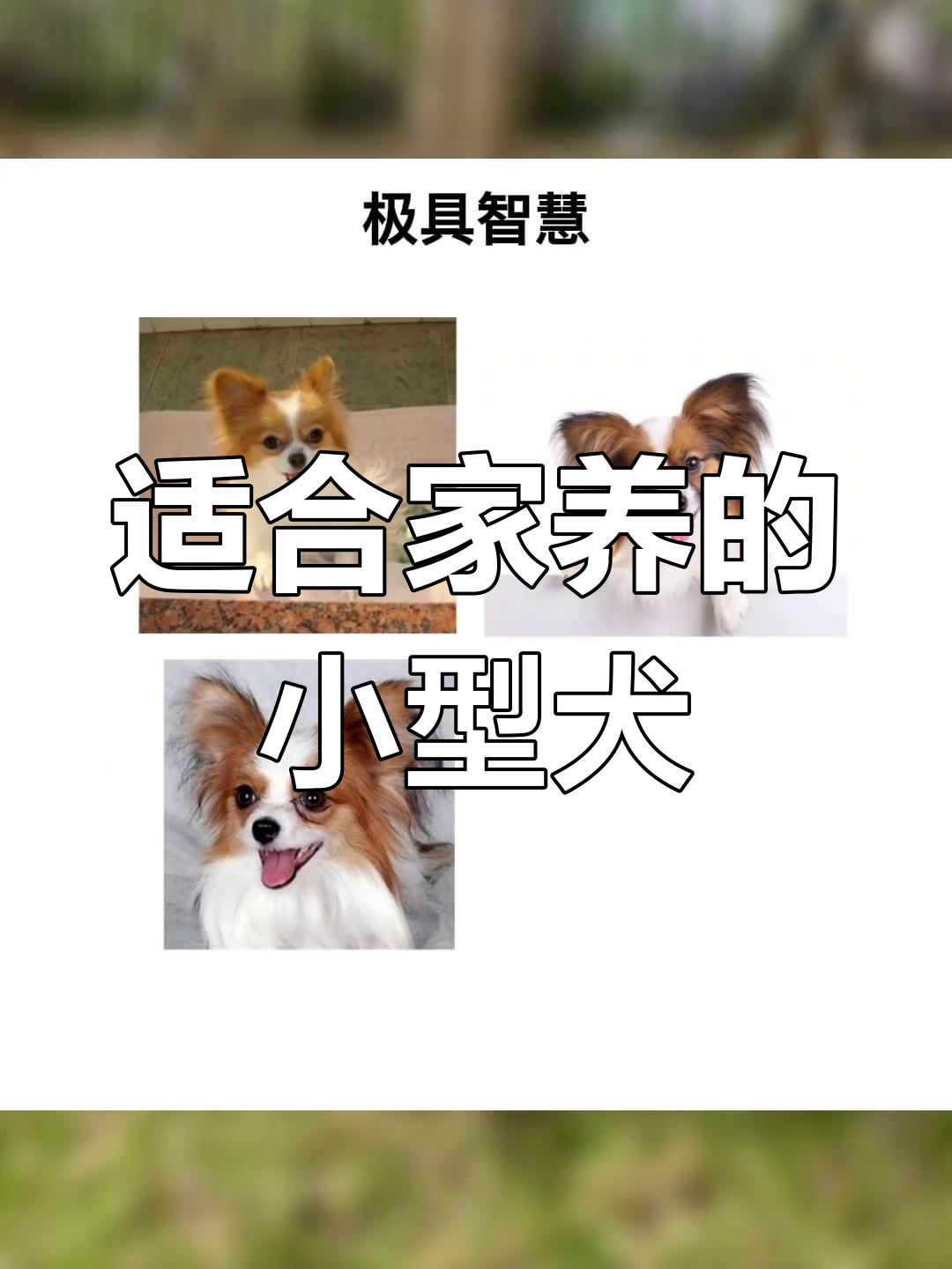 小巧可爱又好养的狗狗品种推荐,哪种最适合你?