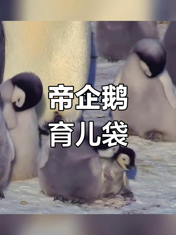 帝企鹅如何保护宝宝免受寒冷