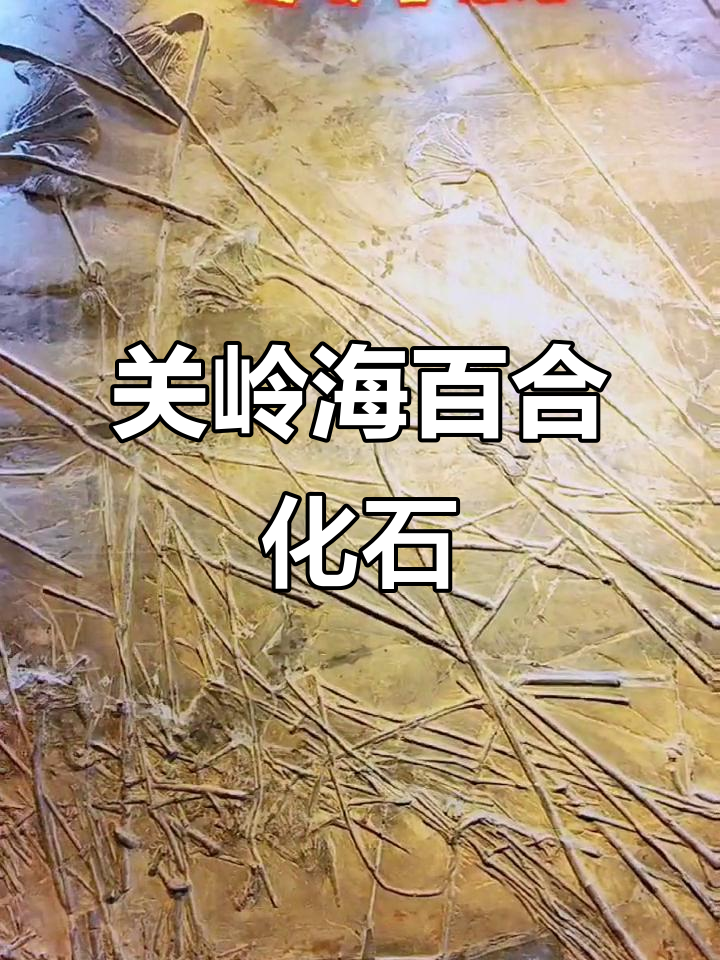贵州关岭化石群:2.2亿年海百合震撼登场,世界罕见珍宝
