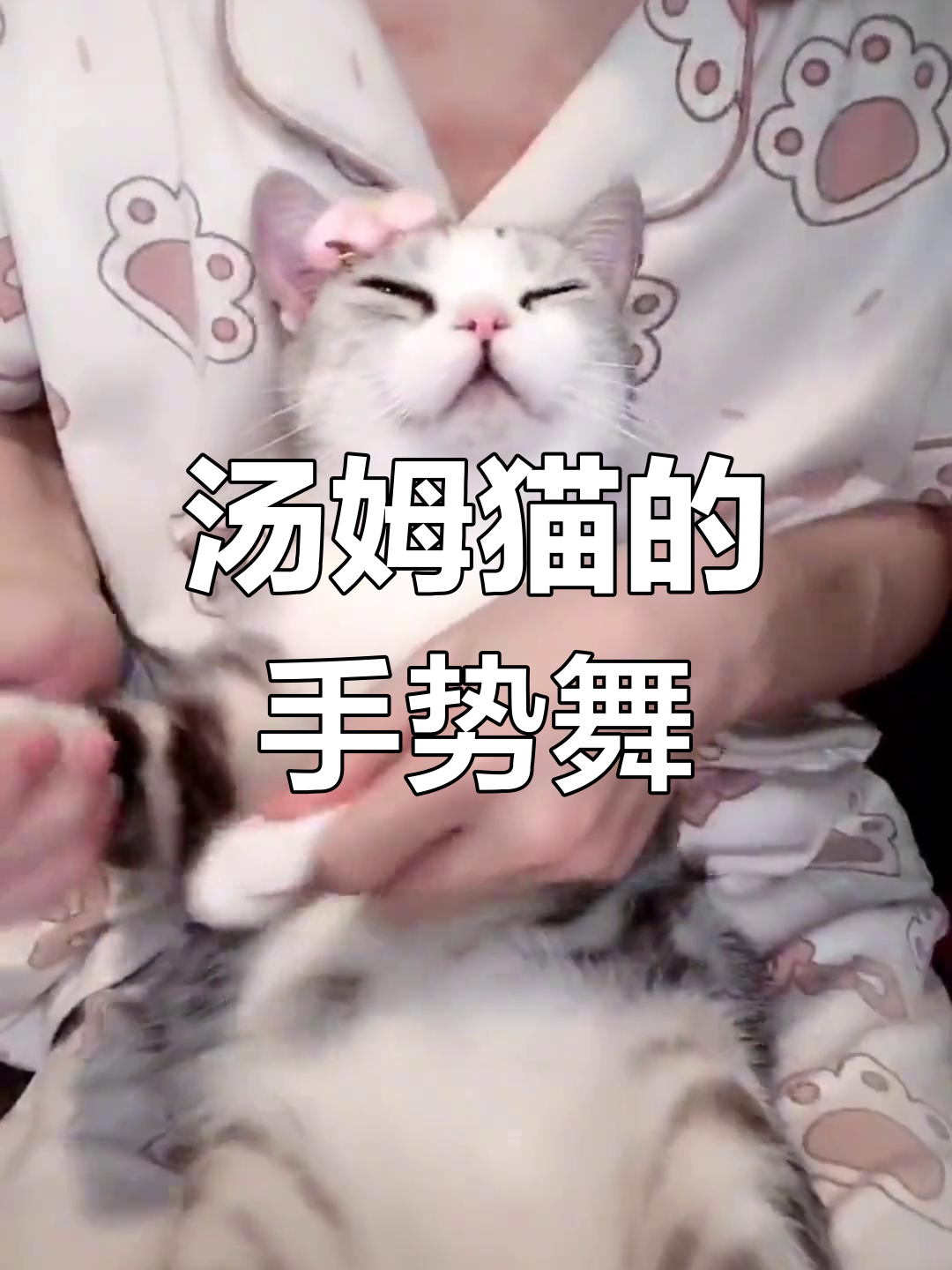 汤姆猫也能跳手势舞,短腿照样能起范儿