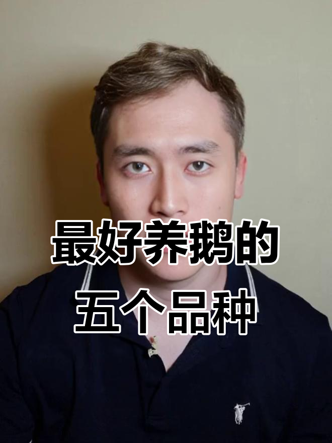 养鹅必看:五大最易养的品种推荐