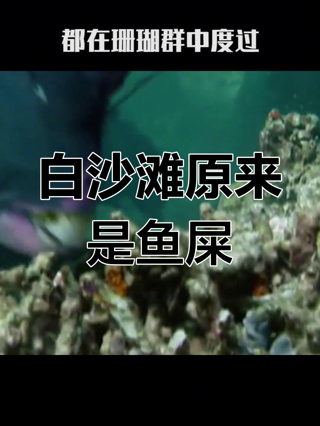 鱼粑粑竟是白沙滩的秘密,鹰嘴鱼的惊人造沙能力