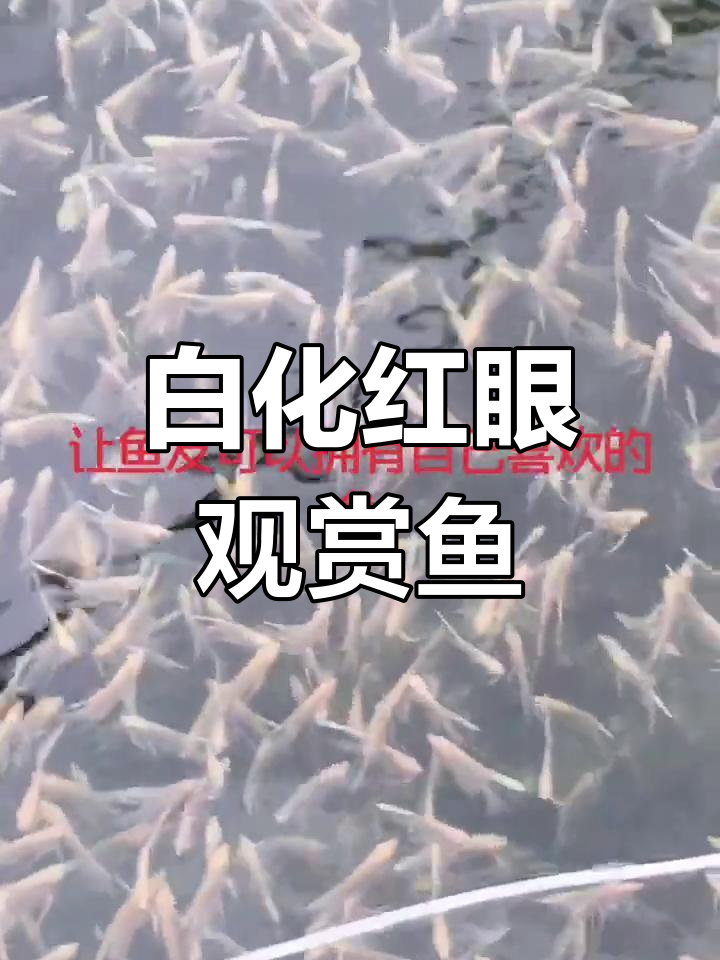 秘鲁白化与红眼钻石鱼
