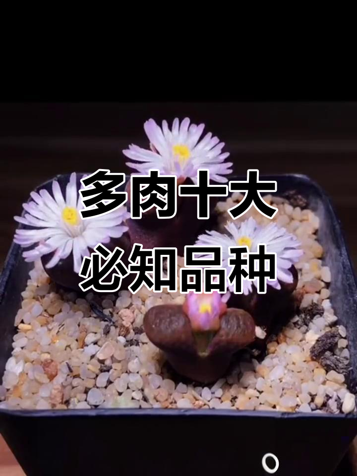 十款经典多肉品种大揭秘,玉蝶、黑王子等全解析
