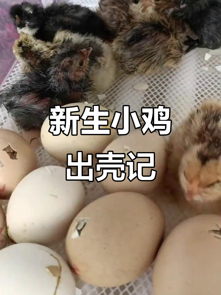 小鸡孵化全过程,新生命破壳而出
