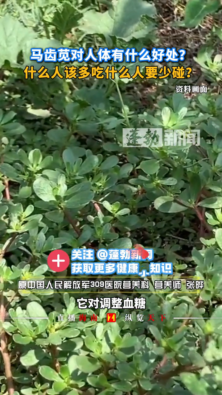 马齿苋对人体有什么好处?什么人该多吃什么人要少碰?