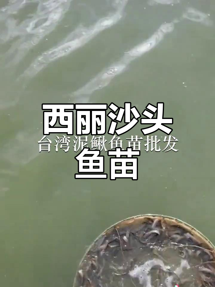 深圳西丽沙头鱼苗场泥鳅放生