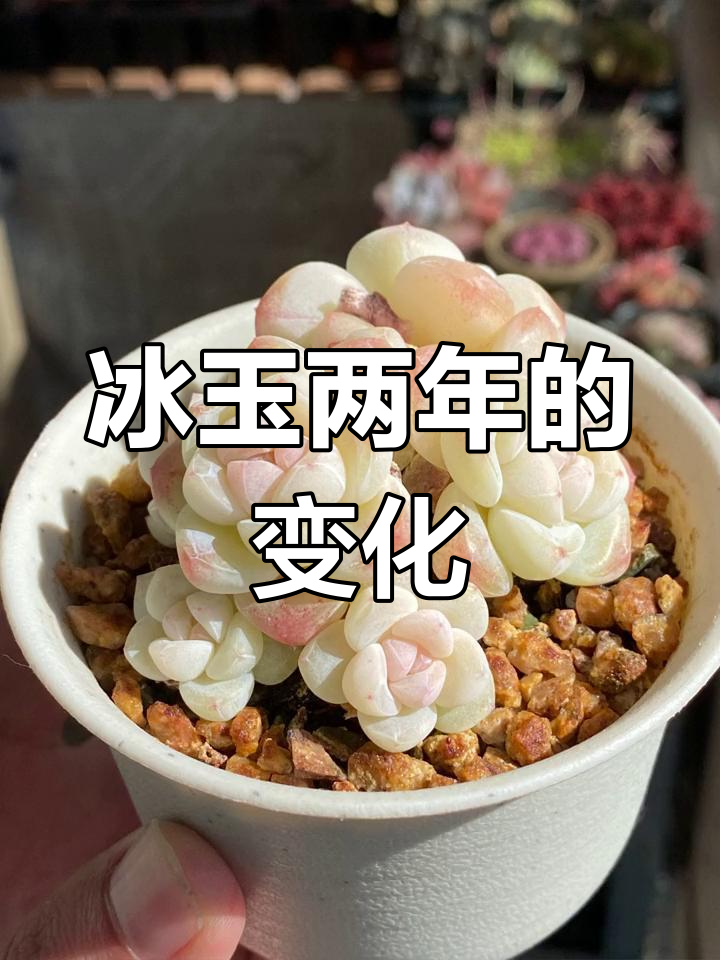 冰玉多肉两年成长记录:从丑到美